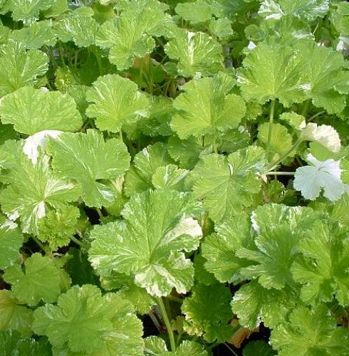 Snowflake scented leaf - snowflake,