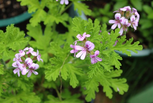 Scented geranium - scented,