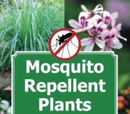 Citronella live plant - live, /